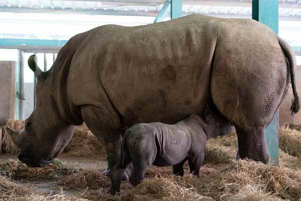 Hành trình khôn lớn của các loài thú quý, từ lúc chào đời ở Vinpearl Safari