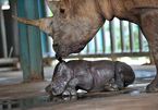 Reproducing animals in semi-wild conditions at Vietnam’s zoos