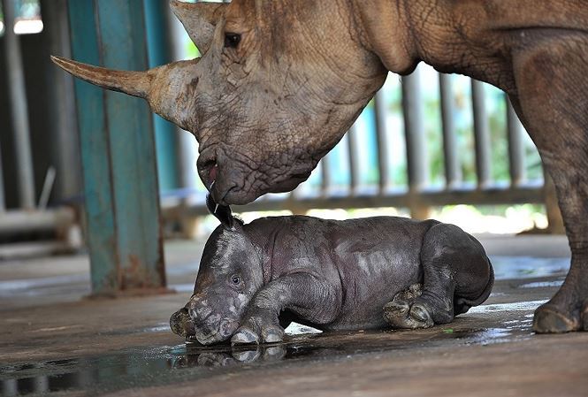 Reproducing animals in semi-wild conditions at Vietnam’s zoos