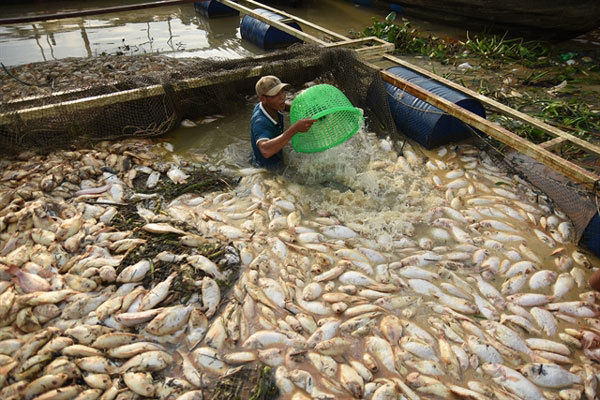 Nearly 1,000 tonnes of fish reported dead in Dong Nai River