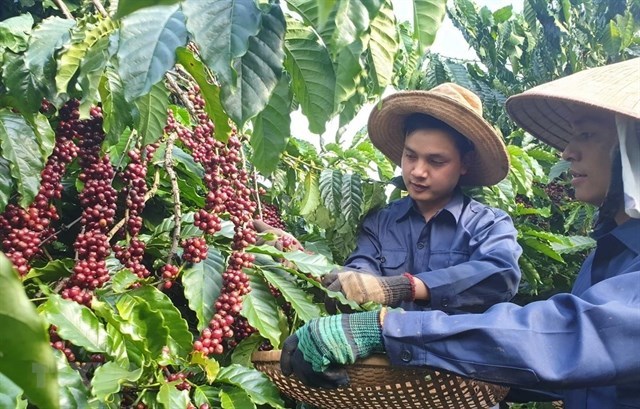 Vietnam boosts production of specialty coffee