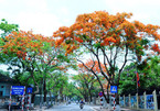 Emergence of colourful flowers in Hanoi mark arrival of summer