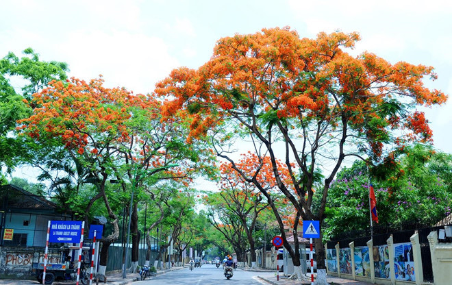 Emergence of colourful flowers in Hanoi mark arrival of summer