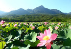 Exploring stunning lotus flower fields of Quang Nam