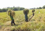 Rice production in Vietnam's Mekong Delta took wrong path: expert