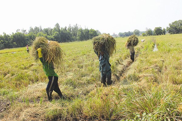 Rice production in Vietnam's Mekong Delta took wrong path: expert