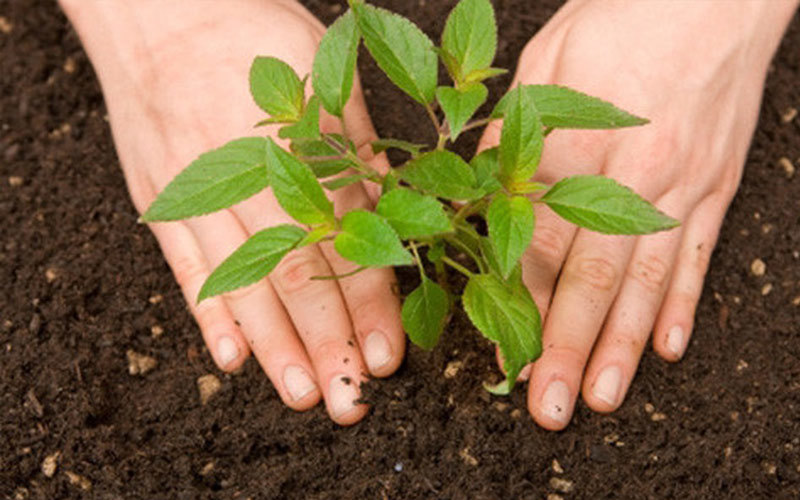 Vietnamese scientist makes mycorrhizas from indigenous microorganisms