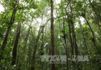 Central Highlands works toward sustainable forest development