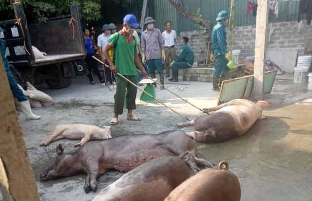 Agriculture Ministry tackles African swine fever subsidy fraud