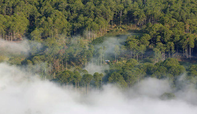 US$1.2bil. to be spent on forest protection