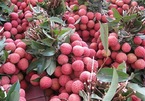 Bac Giang’s early litchi sold at good price