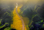 Discovering the ripening paddy fields of Tam Coc during May