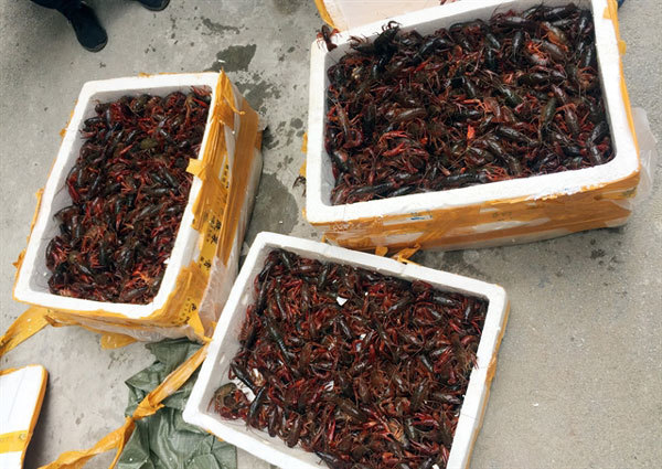 50kg of crayfish seized in Lang Son