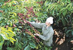 Vietnam coffee growers shift to environmentally friendly methods