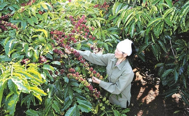 Vietnam coffee growers shift to environmentally friendly methods