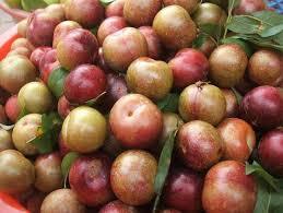 Son La province boosts plum production