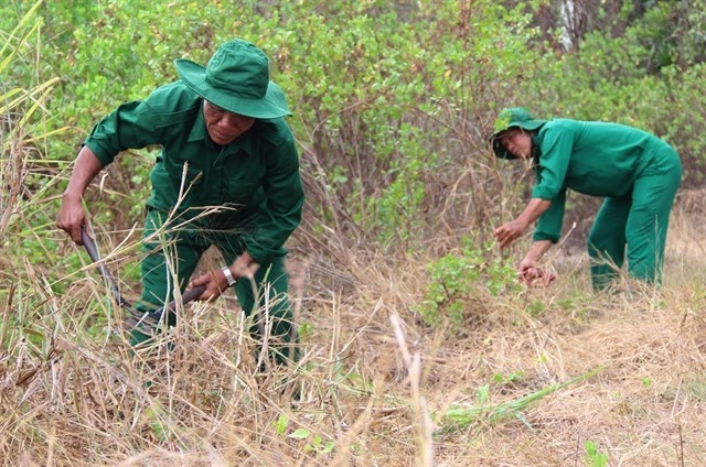 Forest watchers makes mangrove forest their homes