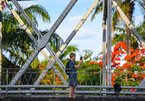 Hue city enjoys summer flowers in full bloom