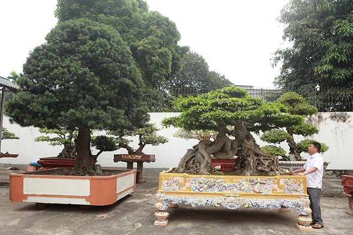 Vườn cây nghệ thuật di sản 300 tỷ độc nhất vô nhị tại Việt Nam