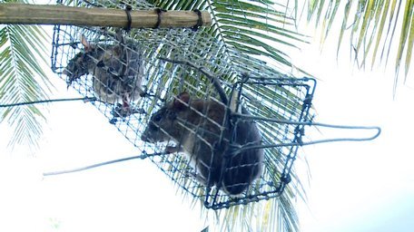 Ly kỳ chuyện săn loài chuột chuyên ăn cơm dừa, uống nước dừa