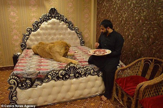 Cuộc sống sang chảnh của chú sư tử nằm phòng riêng điều hòa, ăn sơn hào hải vị