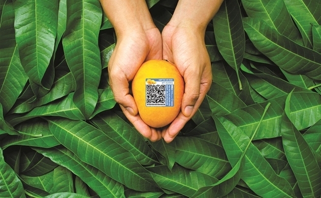 Blockchain tech helps Vietnam’s mangoes reach world market