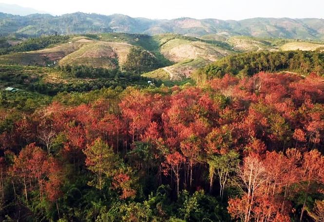 Three arrested for poisoning pine forests in Lam Dong province