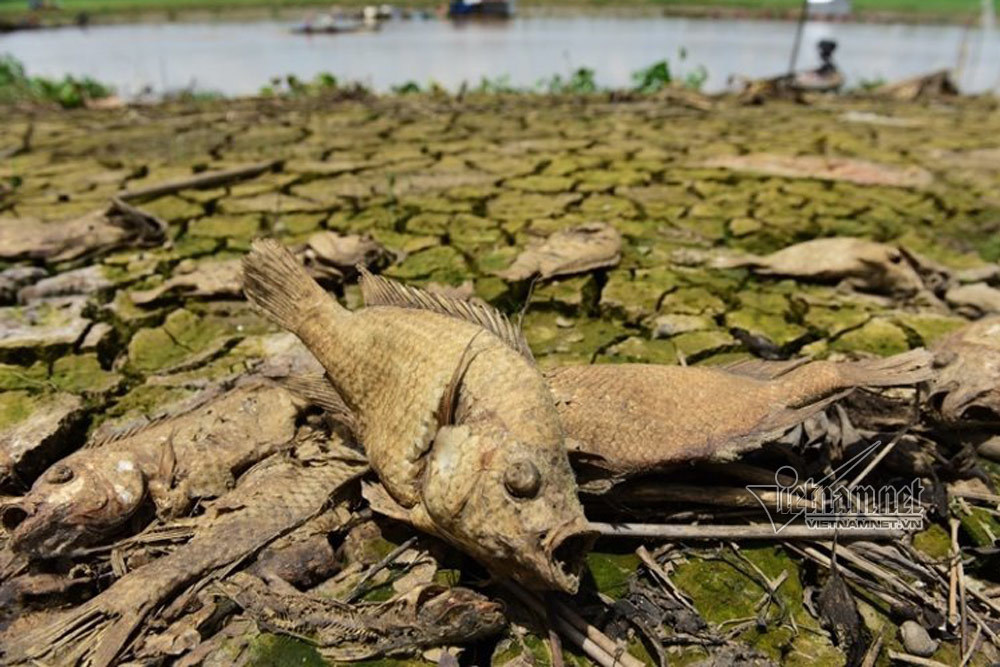 Xác cá chết khô rải dài hơn 4km bên bờ sông La Ngà