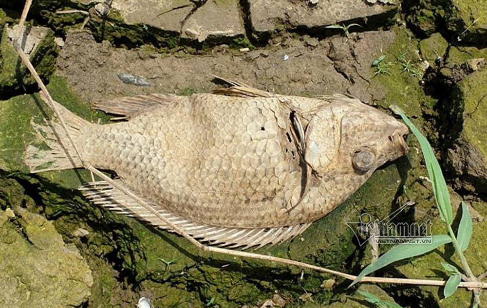 Xác cá chết khô rải dài hơn 4km bên bờ sông La Ngà