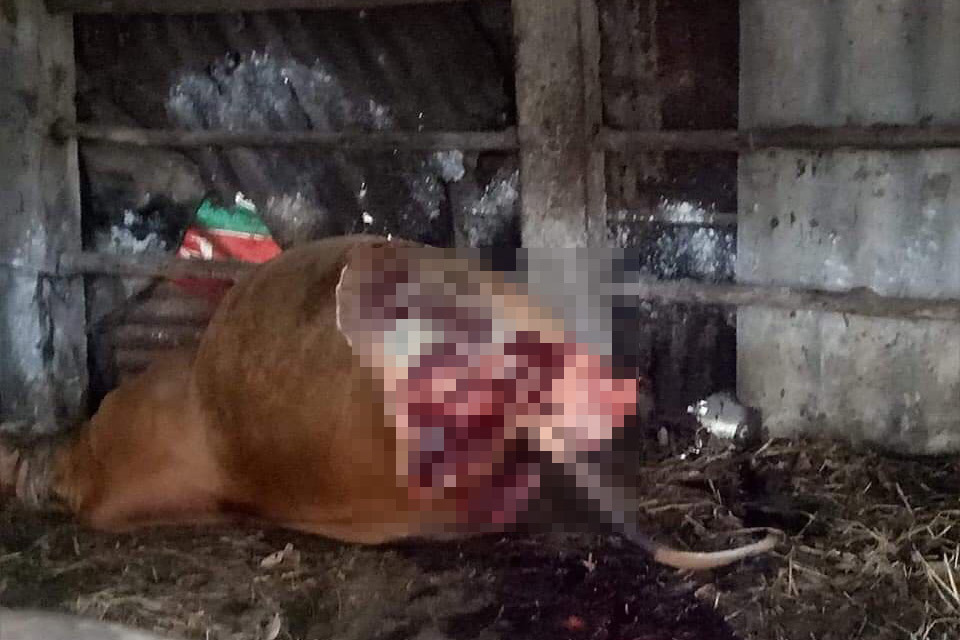Kẻ trộm vào chuồng xẻ thịt bò mang thai, lấy 2 chân sau ở Quảng Bình
