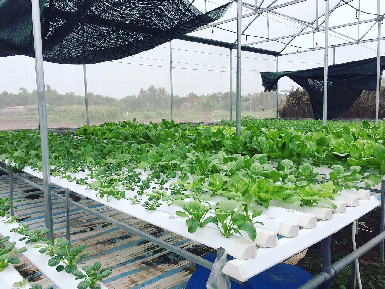 Cử nhân về quê sống nhờ 200m2 vườn, ngày ngày bán rau khắp Hà Nội