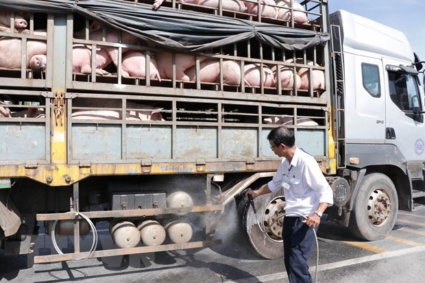 African swine fever continues to spread in Vietnam