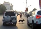 Chó chạy qua đường, lái xe phải xử lý thế nào?