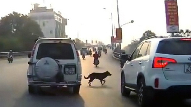 Chó chạy qua đường, lái xe phải xử lý thế nào?