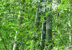 Bamboo treasure on Ngoc Linh Range protected by Ca Dong ethnic minority