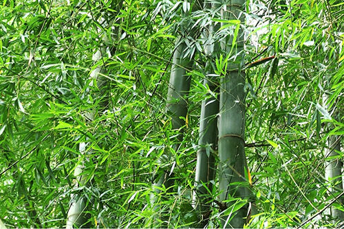 Bamboo treasure on Ngoc Linh Range protected by Ca Dong ethnic minority