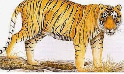 Năm lợn vàng, trai tuổi hổ lấy vợ tuổi gì thì hợp nhất?