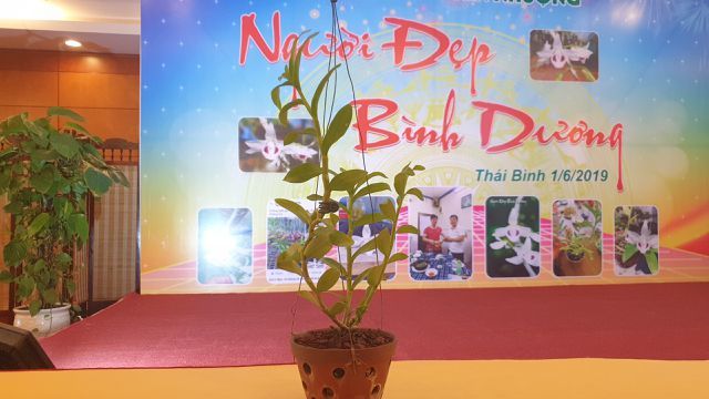 Giò lan siêu hiếm 'Người đẹp Bình Dương' được bán gần 10 tỷ