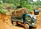 VN Agriculture Ministry gathers ideas for timber import-export regulations