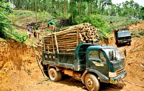 VN Agriculture Ministry gathers ideas for timber import-export regulations