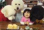 Em bé Nhật Bản tinh nghịch cho chó cưng ăn bánh