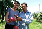 Fruit farmers strike it rich in northern Vietnam