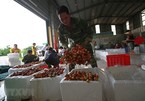 Lychee harvest season begins in Vietnam