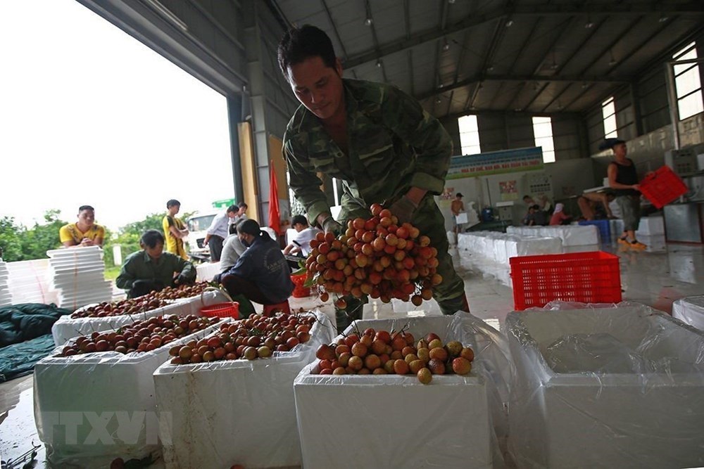 Lychee harvest season begins in Vietnam