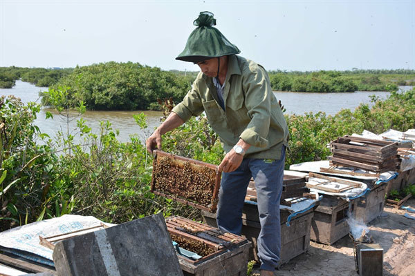 Nectar of the sea: Beekeepers making riches from the coastal mangrove