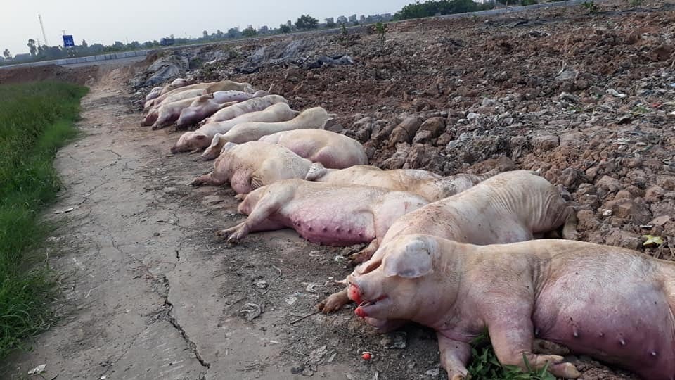 Tốn hơn 5.000 tỷ chống dịch, 6 triệu con lợn bị tiêu hủy