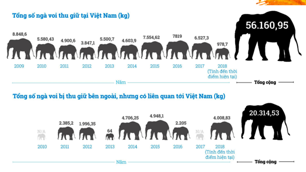 Corruption hinders fight against elephant ivory trafficking