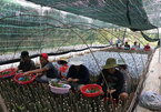 Vietnam's biggest provider of fruit seedlings improves quality