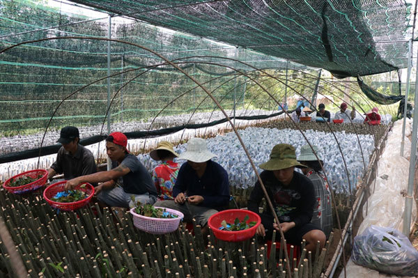 Vietnam's biggest provider of fruit seedlings improves quality