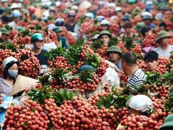 Trung Quốc chỉ mua trái cây Việt Nam… không có lá?